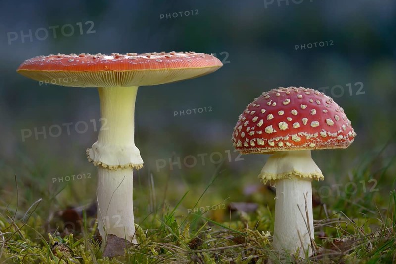 Amanita muscaria, toadstool, red toadstool, bullets, fly agaric, fly amanita, fungi, fungi, mushrooms