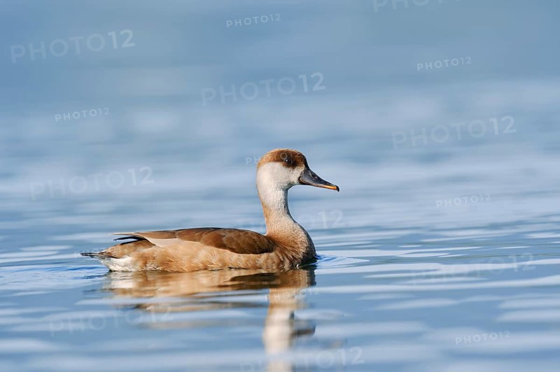 Red-crested Pochard (Netta rufina), female swimming, Lake Constance, Baden-Württemberg, Germany