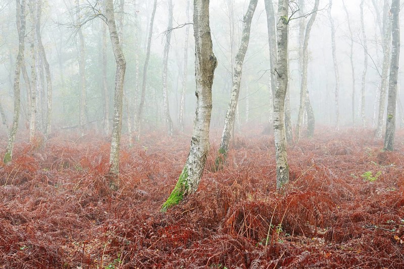 A birch forest and eagle fern (Pteridium aquilinum) in the morning mist in autumn, North Rhine-Westphalia, Germany