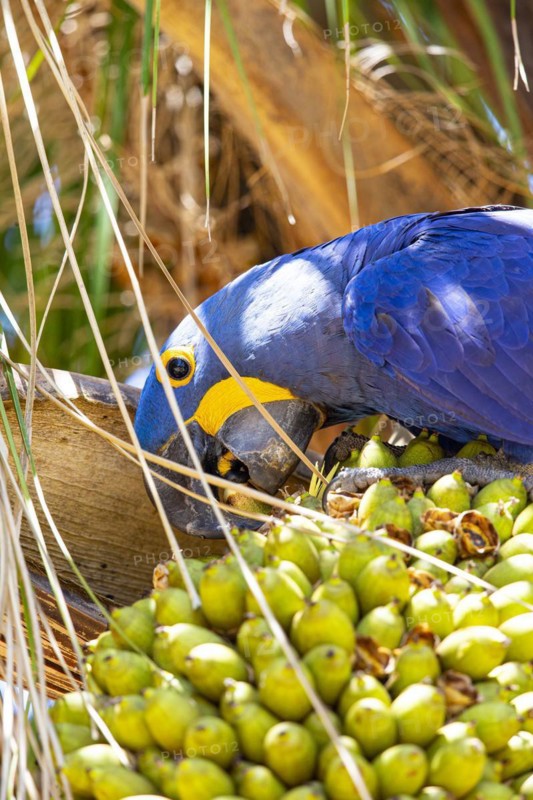 Hyacinth Macaw (Anodorhynchus hyacinthinus) Pantanal Brazil