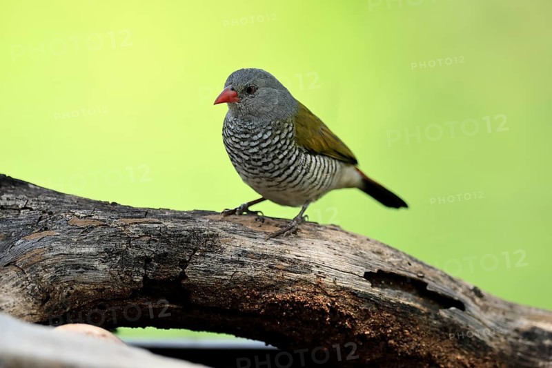 Colourfulastrid (Pytilia melba), adult, female, perched on a tree trunk, alert, Kruger National Park, South Africa
