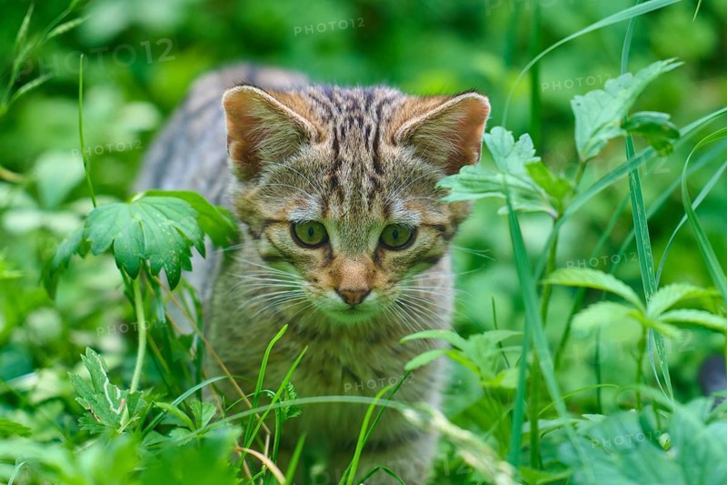 A kitten looks intently through the dense greenery of its surroundings, a young European wildcat (Felis silvestris), Hesse, Germany