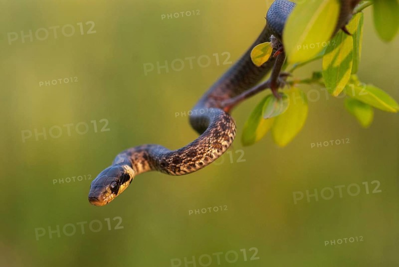 Aesculapian snake, Elaphe longissima, Zamenis longissimus, Bulgaria, critters, FFH, adolescent, juvenile, reptilia, reptilia, reptiles, snakes, snakes, aesculapian snake