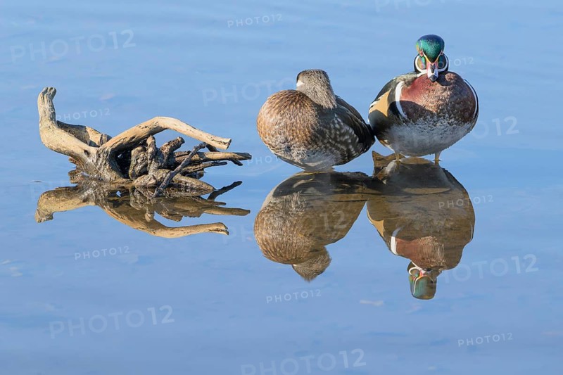 Male and female wood ducks, (Aix sponsa), Burnaby Lake Regional Park, Burnaby, British Columbia, Canada