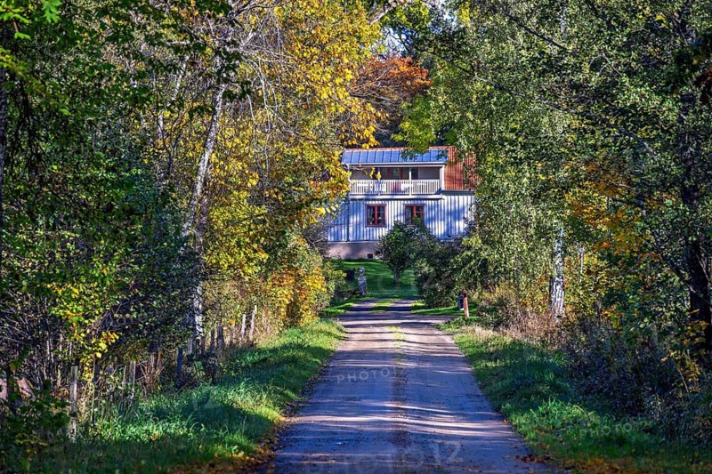 Tree-Lined country road leading to a house in a deciduous forest with autumn colours, Sweden