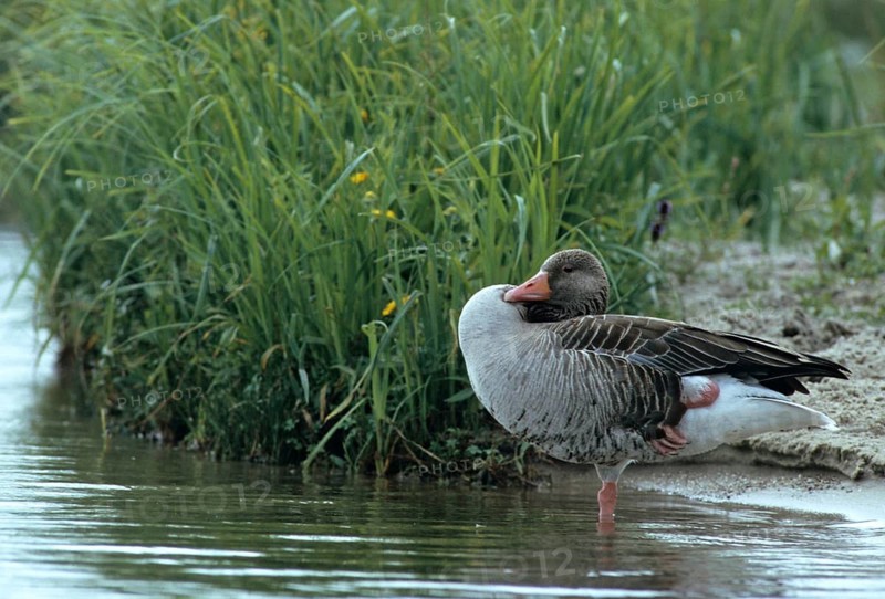 Anser Anser, Greylag or Graylag Goose, Grelag Goose, Anatidae, Birds, Duckbirds, Goose, Geese, Leo, Birds, Waterbirds