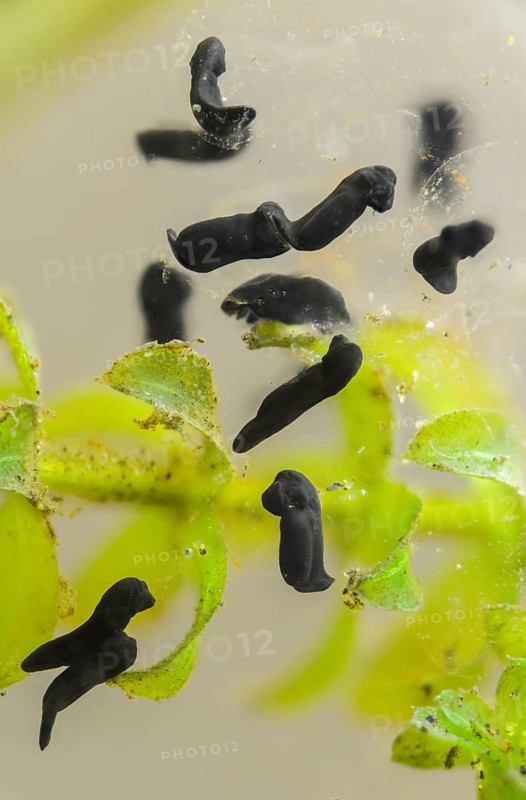 Bufo bufo, common toad, amphibians, amphibians, five days old, high size, portrait, larva, larva, amphibians