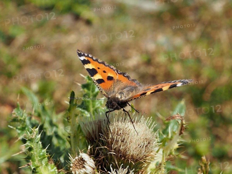 A butterfly with patterned wings, the Small tortoiseshell (Aglais urticae), on a thistle, Goms, Canton of Valais, Switzerland
