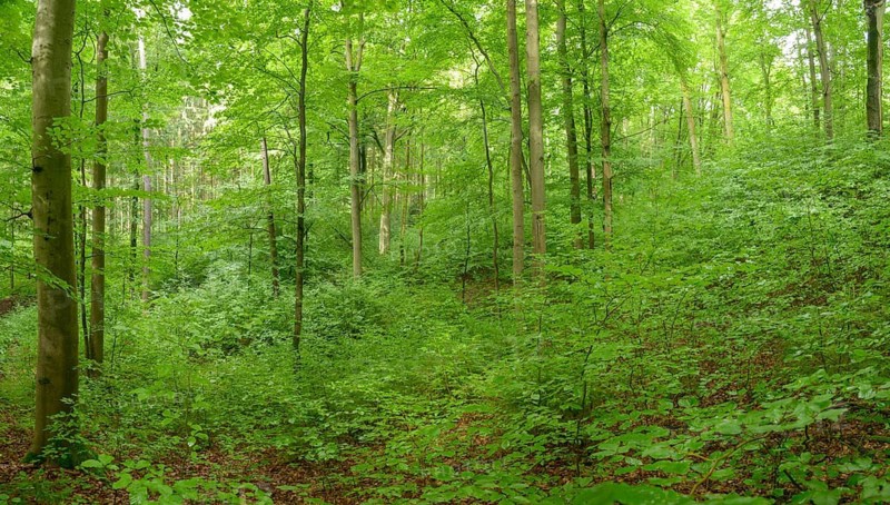 Tree, beech forest, trees, extensive forestry, spring, landscape, mixed forest, natural rejuvenation, spring, tree, forest