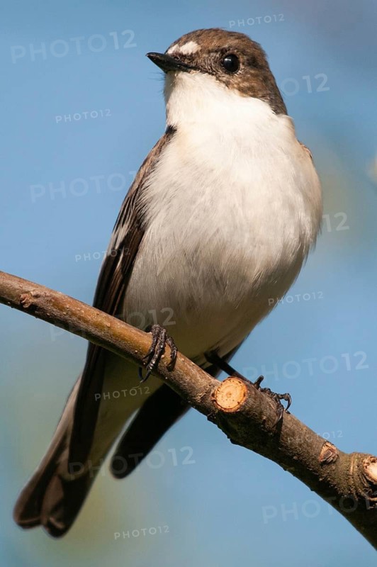 Ficedula hypoleuca, pied flycatcher, mourning snapper, mourning snapper, birds, high size, portrait format, passeri, songbirds, birds