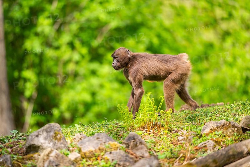 Gelada (Theropithecus gelada) female walking over a meadow, captive, distribution africa