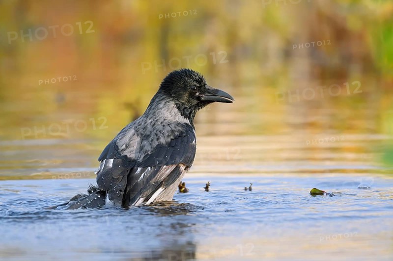 Hooded Crow (Corvus cornix), bathing, Saxony, Germany