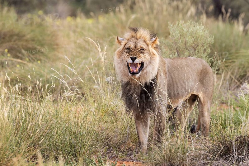 Lion (Panthera leo). Black-maned Kalahari male doing the flehmen response. Kalahari Desert, Kgalagadi Transfrontier Park, South Africa