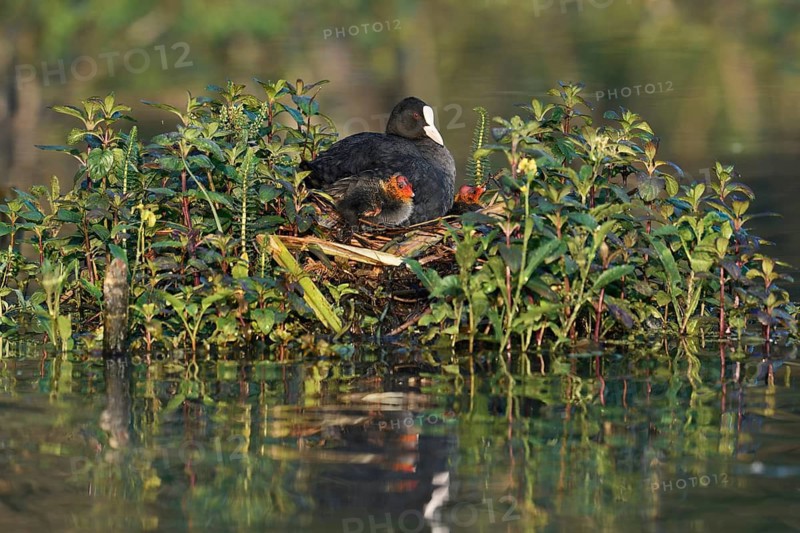 Common coot (Fulica atra) with chicks on the nest, North Rhine-Westphalia, Germany