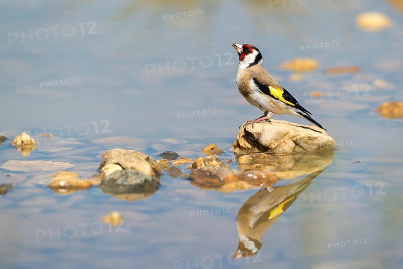 Carduelis Carduelis, Goldfinch, Goldfinch, Goldfinch, Bath, Bird Bath, Birds, Mirror, Passeri, Songbirds, Reflection, Potion, Birdbath, Birds, Watering Place