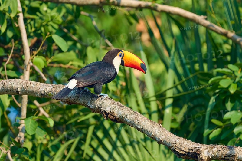 A solitary toucan perched on a branch amidst the dense tropical foliage of the jungle, giant toucan (Ramphastos toco), Pantanal, Mato Grosso, Brazil