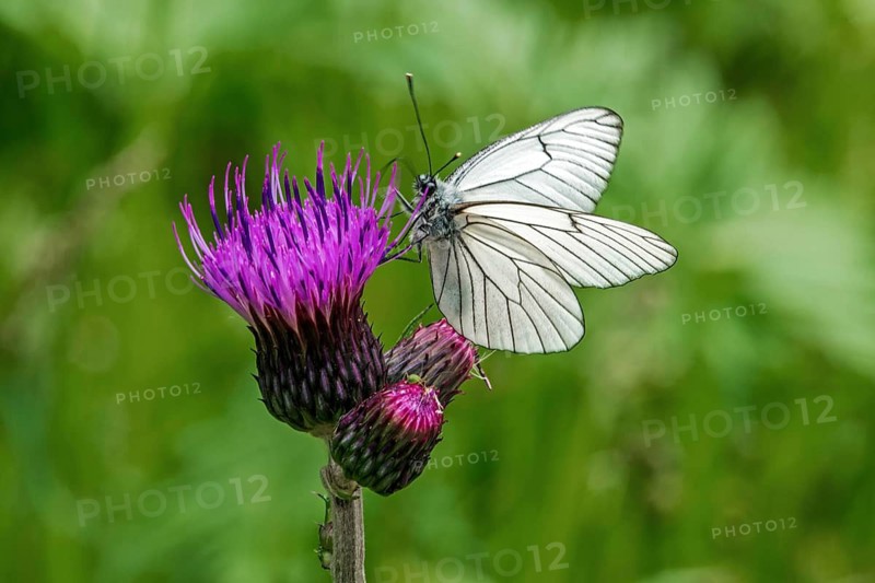 Butterfly, black-veined white (Aporia crataegi) perched on a thistle, close-up, Fellhorn, Oberstdorf, Oberalgäu, Allgäu, Bavaria, Germany