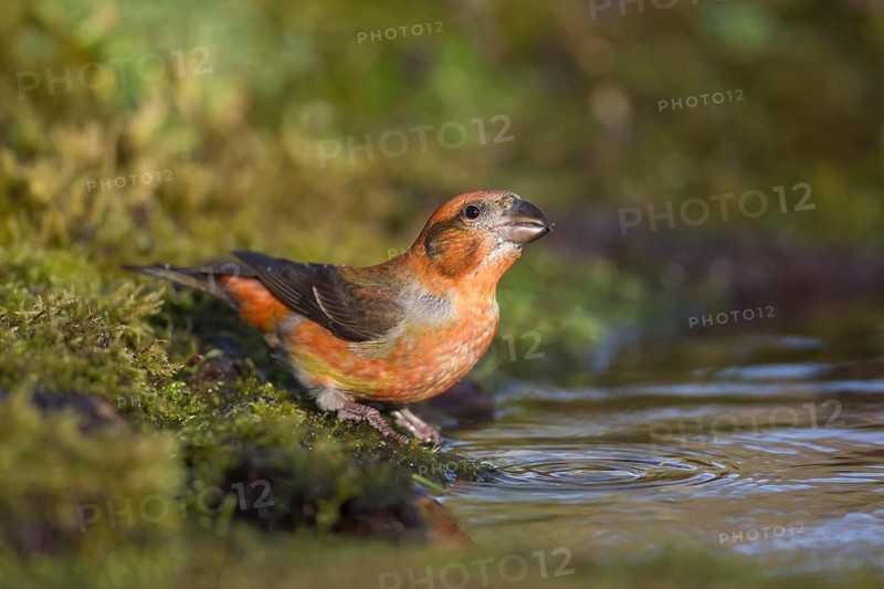 Common crossbill (Loxia curvirostra) adult male bird at a woodland water drinking pool, England, United Kingdom