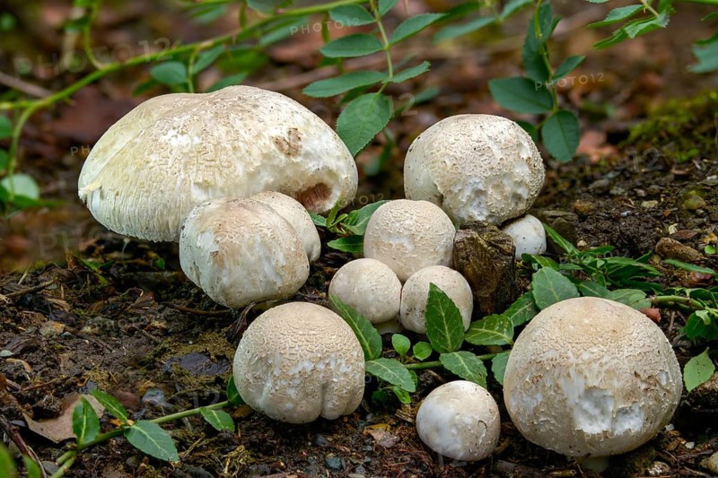 Agaricus campestris, mushroom, field gerling, meadow mushroom, fungi, fungus, meadow mushroom, mushrooms
