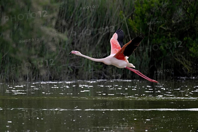 Pink flamingo (Phoenicopterus roseus), taking departure, Camargue Regional Nature Park, southern France, France