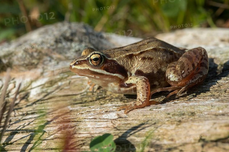 Moor frog, moor frog, rana arvalis, amphibians, amphibians, frog, frogs, amphibians