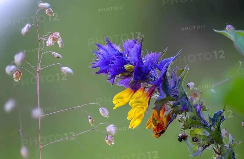 Hornquail Wheat, Melampyrum Nemorosum, Orobanchaceae, Scrophulariaceae, Summerwort, Wood Cow Wheat, Flora, Plants, Plants