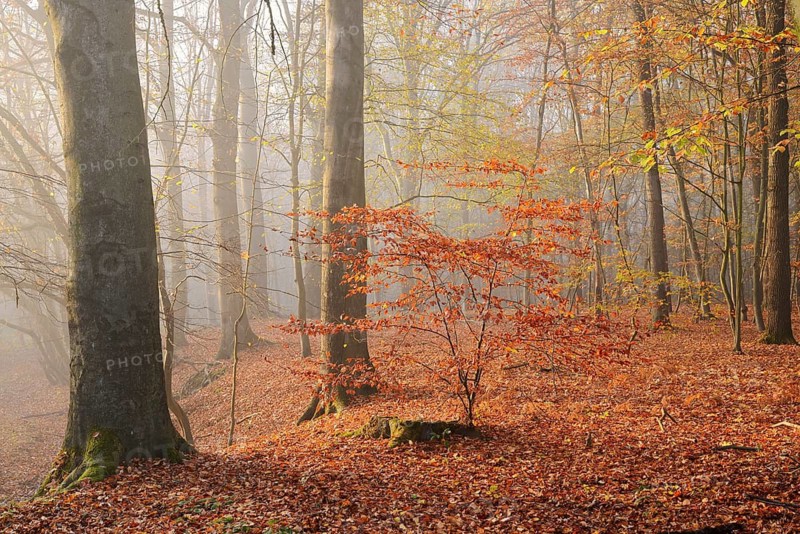 European beech trees (Fagus sylvatica) in a forest in autumn, North Rhine-Westphalia, Germany