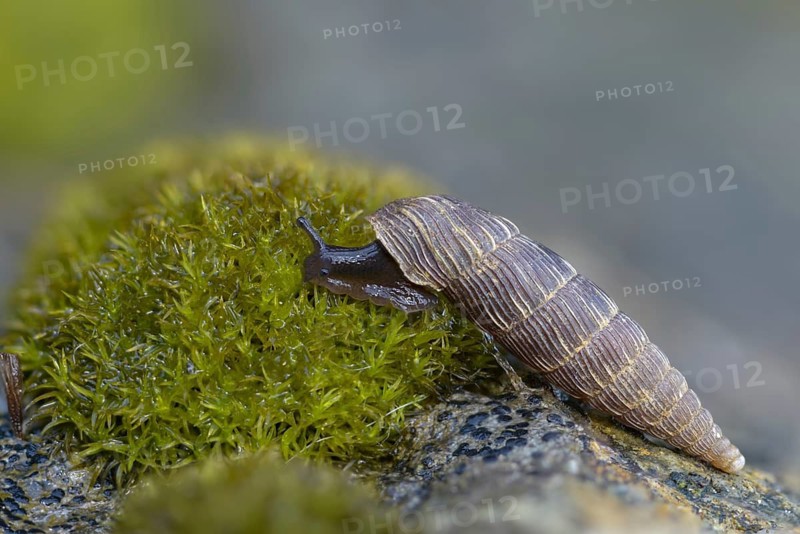 Bulbous sphincous snail, macrogastra ventricosa, sphincous snail, gastropod, mollusca, snails, molluscs