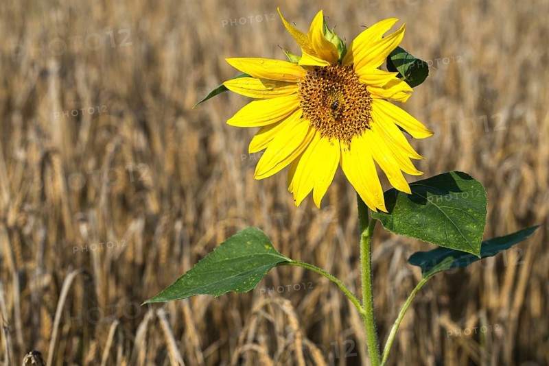 Asteraceae, annual sunflower, common sunflower, helianthus annuus, daisy, common sunflower, flora, plants, plants, sunflower