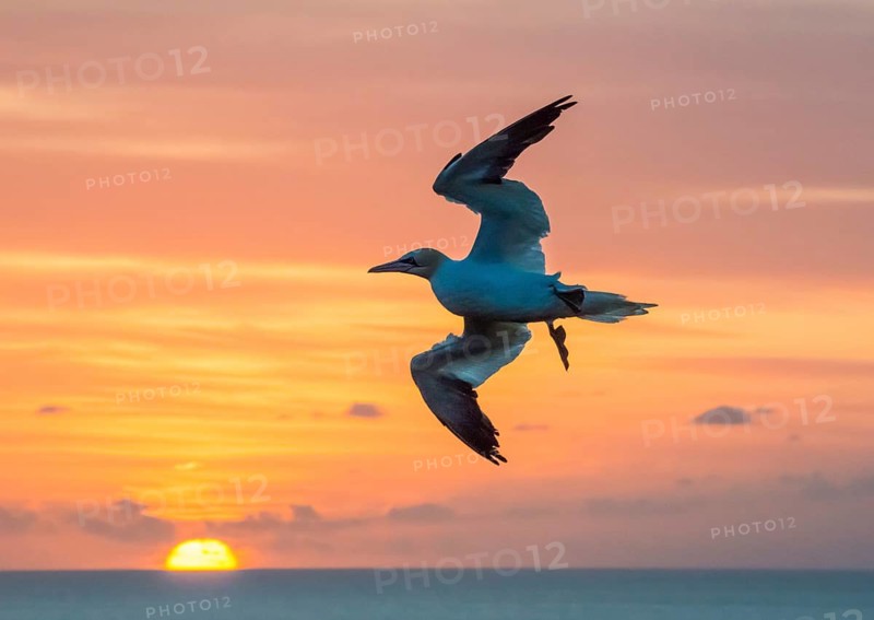A solitary northern gannet (Morus bassanus, syn. Sula bassana), wings spread and flippers outstretched, landing in strong winds, colourful, picturesque, golden, beautiful sunset over the blue sea, luminous sky with light orange clouds, the vast sea in soft colours, a tranquil atmosphere, a radiant play of light, the sky, a straight horizon, dynamism, a silhouette, the sun half-set, light, the sun, the offshore island of Heligoland, the North Sea, Schleswig-Holstein, Germany