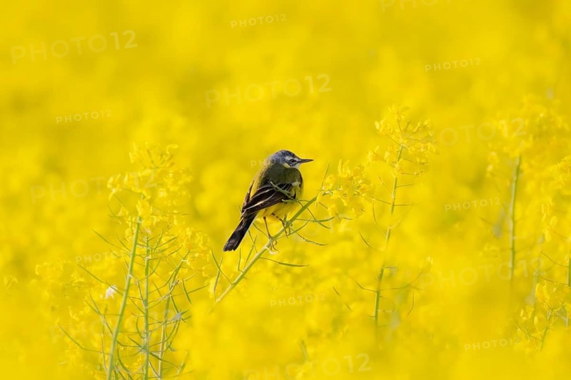 In spring, a nuthatch sits in a blooming canola field near Frankfurt am Main, Frankfurt am Main, Hesse, Germany