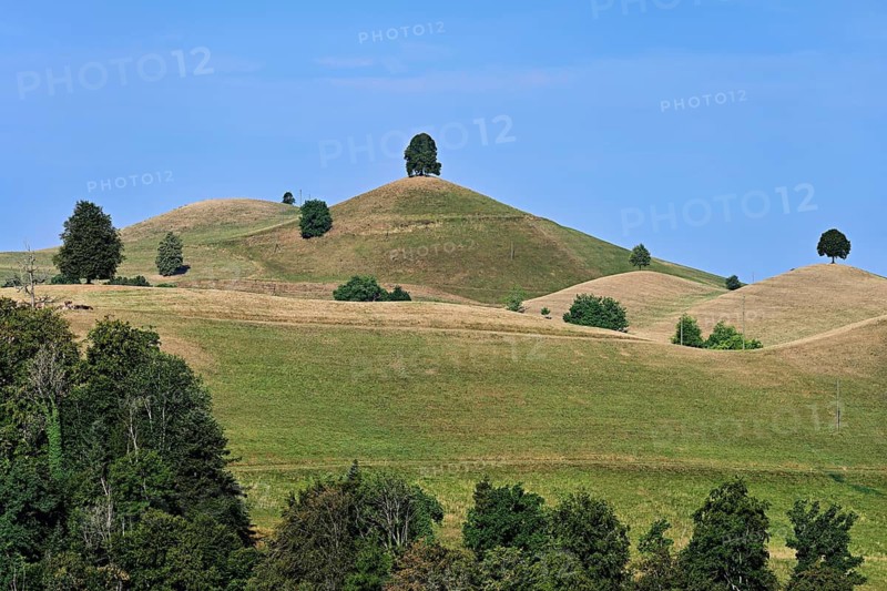 Linden trees (Tilia) growing in parched, dried-up meadows in the drumlin landscape, the hot summer of 2026, Hirzel, Canton of Zurich, Switzerland