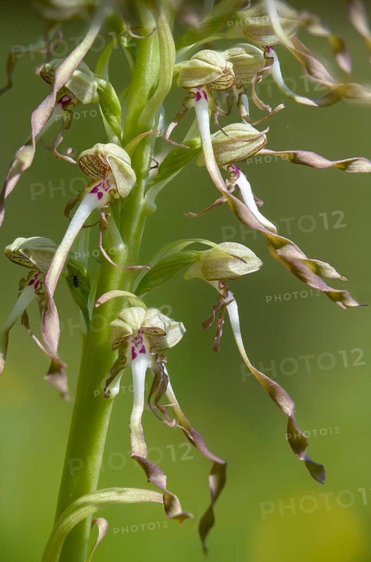 Bocksorchis, buckstrap tongue, Himantoglossum hircinum, orchidaceae, orchids, orchid plants, flora, high size, portrait format, lizard orchid, plants, plants