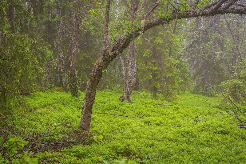 View of weathered birch trees in a dense forest in rain, Gol, Halligdal, Buskerud, Norway
