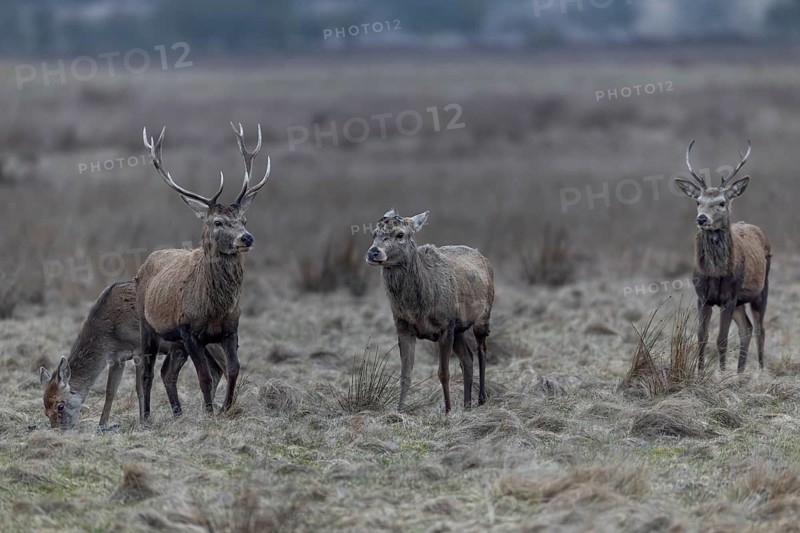 The red deer (Cervus elaphus) with antlers follows its older counterpart, who has already shed his antlers, in a threatening manner, threatening, pursuing, rutting season, antler shedding, March, Denmark