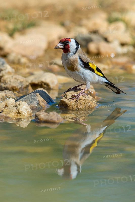Carduelis carduelis, goldfinch, goldfinch, goldfinch, bath, bird bath, birds, high size, portrait format, mirror, passeri, songbirds, mirror image, drinking, birdbath, birds, watering place