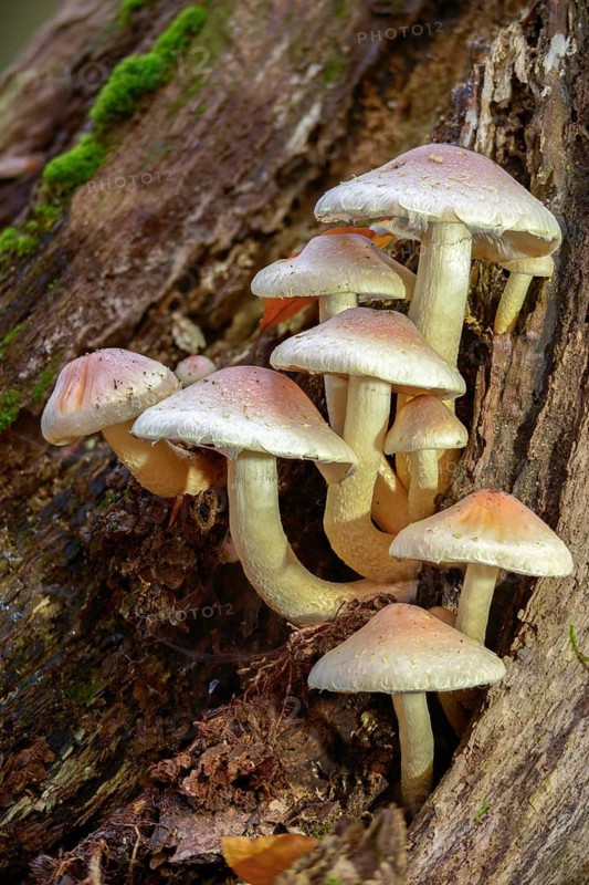 Hypholoma lateritium, hypholoma sublateritium, naematoloma sublateritium, brick cap, brick top, chestnut mushroom, cinnamon cap, fungi, fungus, high size, portrait format, kuritake, mushrooms, red woodlover
