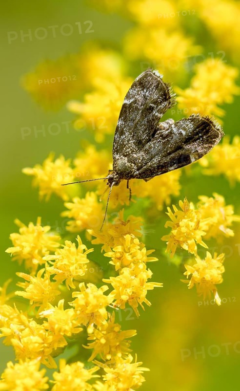 Anthophila Fabriciana, brown spreader wing butterfly, stinging nettle butterfly, common nettle tap, round-fronted moth, spreadwing nettle moth, butterfly, high size, portrait, insects, butterflies, butterflies, butterflies