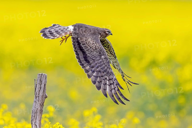 Montagu's harrier (Circus pygargus) adult female taking off from wooden fence post along rapeseed field in spring