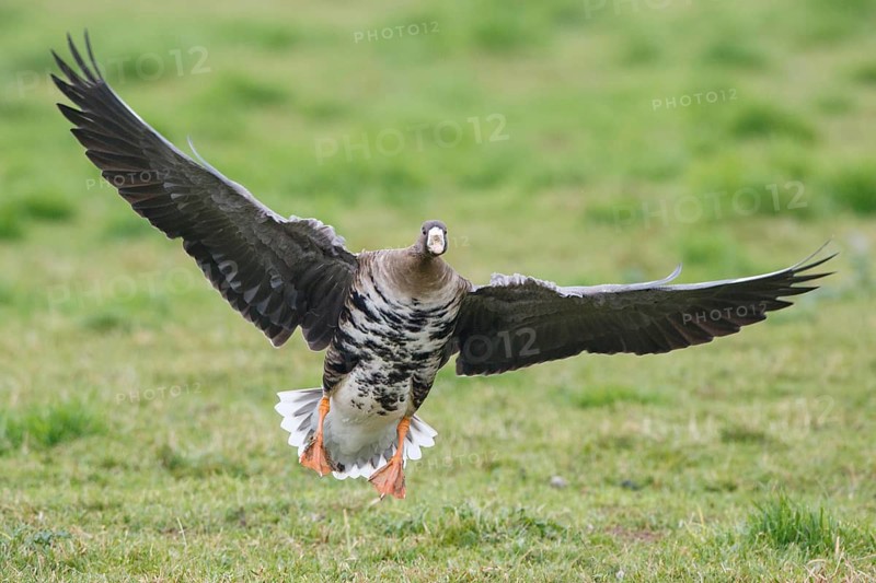 Greater White-fronted Goose (Anser albifrons) flying, North Rhine-Westphalia, Germany