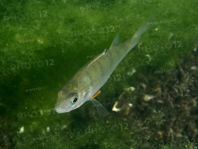 River perch (Perca fluviatilis), or ‘Egli', swimming in green water, surrounded by algae, at the Baumgärtli dive site, Lake Zug, Lake Immen, Canton of Schwyz, Switzerland