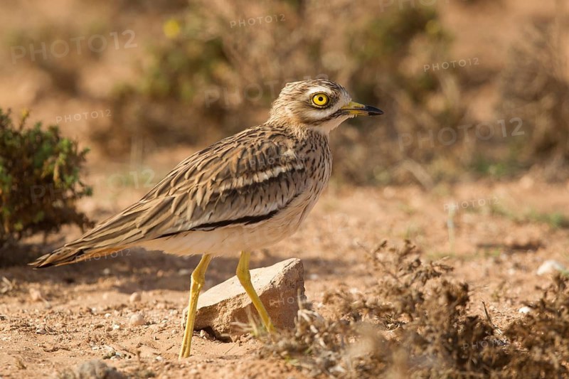 Eurasian Stone-curlew (Burhinus oedicnemus), Morocco