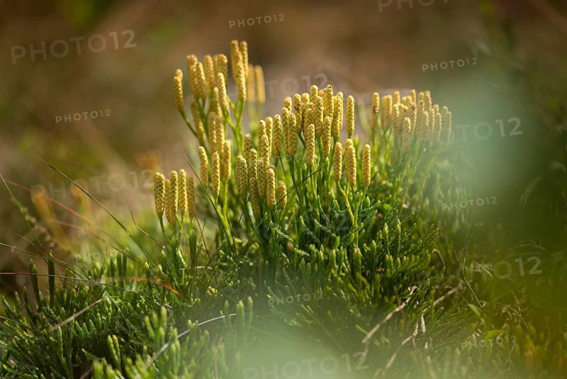Bearlobe family, Diphasiastrum complanatum, flatbear lobe, common flatbear lobe, Lycopodiaceae, Lycopodium complanatum, tracheophyta, creeping Jenny, flora, ground cedar, northern running pine, plants, plants