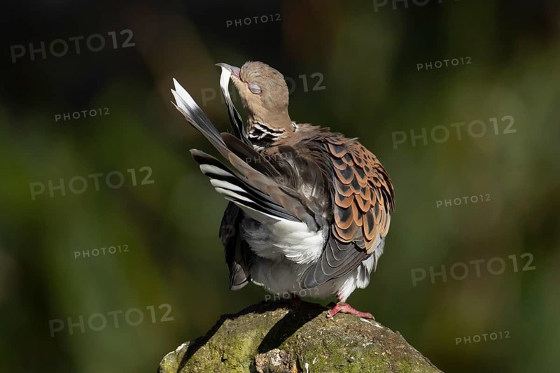 European turtle dove (Streptopelia turtur) adult bird preening on a rock, England, United Kingdom