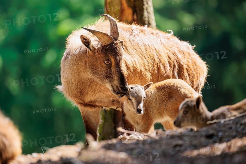 A female Himalayan tahr (Hemitragus jemlahicus) is caring for her young. Both are standing backlit in a forest. Himalayan Region from Kashmir to Western Bhutan