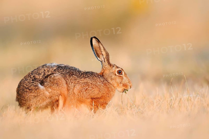A brown hare (Lepus europaeus) is sitting in a parched meadow, eating, North Rhine-Westphalia, Germany