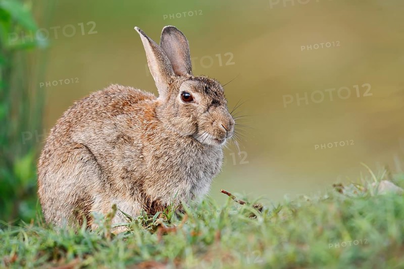 Wild rabbit (Oryctolagus cuniculus), North Rhine-Westphalia, Germany