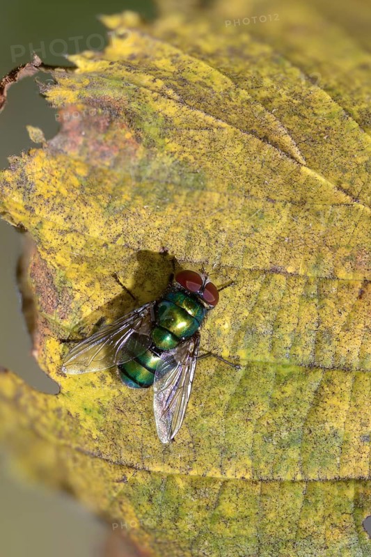 Calliphoridae, Calliphoridae spec., blowfly spec., blowflies, blow-flies, bluebottles, carrion flies, cluster flies, diptera, greenbottles, high size, portrait format, insects, two-winged birds