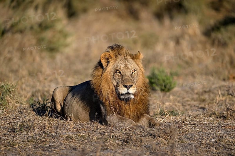 Male lion (Panthera leo) in the southern part of the Okavango Delta near Atzaró Camp, North-West District, Botswana