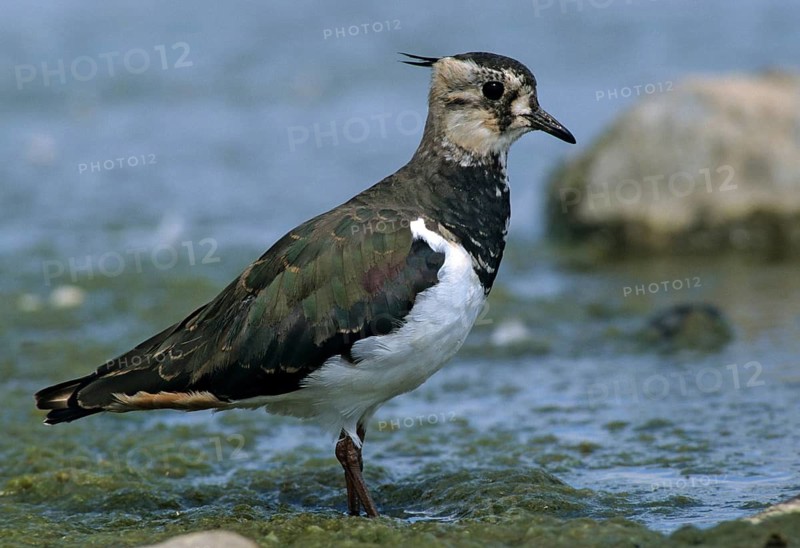 Lapwing, vanellus vanellus, birds, charadriiformes, leo, limikolen, plovers, birds, waders, waders